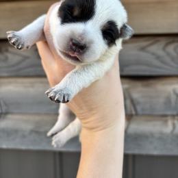 Thresher - Blue speckled male Australian Cattle Dog puppy in Ellensburg, Washington from Boondock Bandits