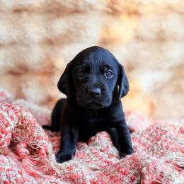 Maize - Black female Labrador Retriever puppy in Sweet Home, Oregon from Knotty Creek Labradors