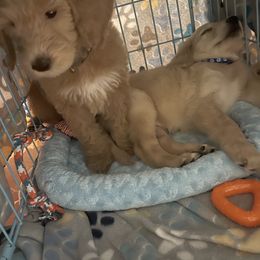 Bernedoodle and Goldendoodle Puppies from Lyon and Luna Goldendoodles Bernedoodles