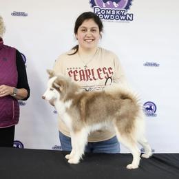 Pomskies from OG's Pomskies