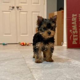 Ch Sired Chikito's Riley - Black and gold male Yorkshire Terrier puppy in Forest Hill, Maryland from Chikito's Yorkies