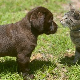 Labrador Retrievers from Double Banded Labradors