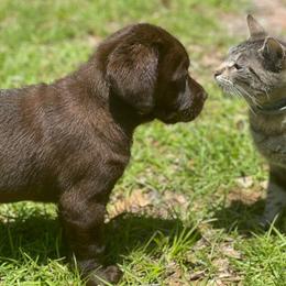 Labrador Retrievers from Double Banded Labradors
