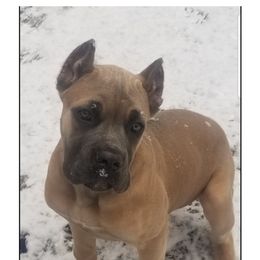 Cane Corso Puppies from Nephilim Cane Corso