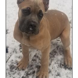Cane Corso Puppies from Nephilim Cane Corso