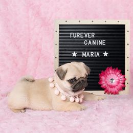 French Bulldog and Pug Puppies from FurEver Canine