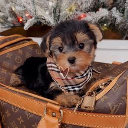 Yorkie baby boy - Black and tan male Yorkshire Terrier puppy in North Chelmsford, Massachusetts from Coastal Yorkshire Terrier Yorkies & Biewer Terriers