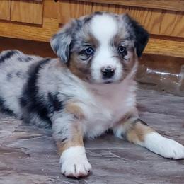 Snowfall - Blue merle female Miniature Australian Shepherd puppy in Findlay, Ohio from RStar Aussies