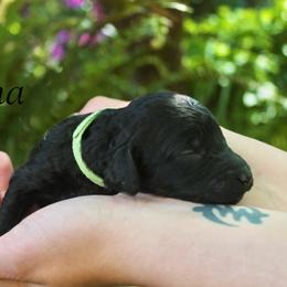 Vienna - Black female Poodle puppy in Eugene, Oregon from Mount Zion Kennels