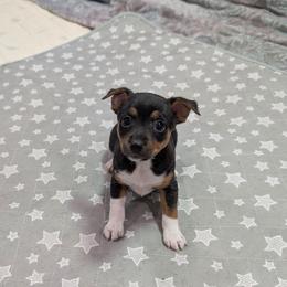 Janet - Black tan and white female Rat Terrier puppy in Jerusalem, Ohio from Twin Hickory Ranch