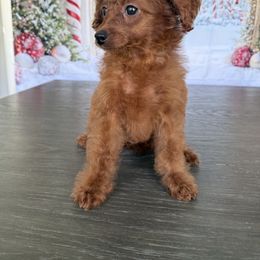 Mia - Red  female Poodle puppy in Cape Coral, Florida from Ruby the poodle
