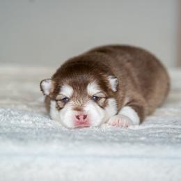 Honey - Red and white female Pomsky puppy in San Mateo, California from The Pomsky Garden