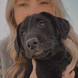 Labrador Retriever Puppies from Mid-Columbia Labradors