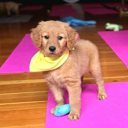Goldendoodle, Golden Retriever, and Poodle Puppies from Oregon's Oodles of poodles & doodles