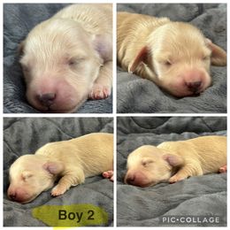 Boy 2 - Cream male Dachshund puppy in Rutherfordton, North Carolina from Mountain Farm Dachshunds
