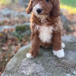 Pocus - Apricot male Goldendoodle puppy in Killingly, Connecticut from Woodland Acres