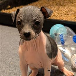 Stuffin' - White and black female American Hairless Terrier puppy in Phoenix, Arizona from Bare Valley