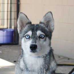 Aggie - Alaskan Klee Kai