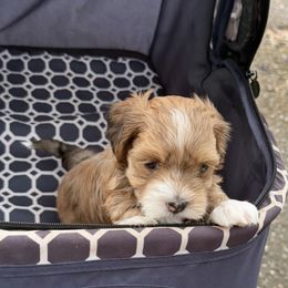 Kip - Red sable male Havanese puppy in Semmes, Alabama from Hayden's Havanese