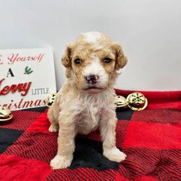 Basil - Red male Bernedoodle puppy in Granton, Wisconsin from Rose River Farms
