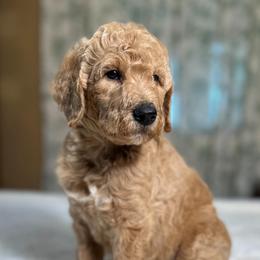 Elmer - Cream male Goldendoodle puppy in Osage City, Kansas from Golden Ridge Goldens