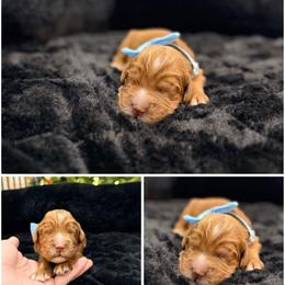 Cole - Caramel red male Australian Labradoodle puppy in Summerfield, North Carolina from Four Oaks Labradoodles