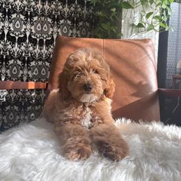 Ze - Apricot male Goldendoodle puppy in Davie, Florida from Daviegoldendoodles
