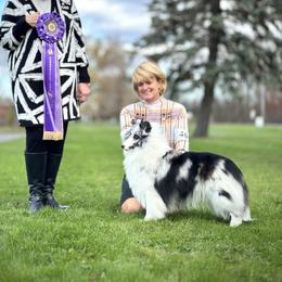 Zola - Shetland Sheepdog