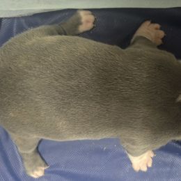 Boston Terrier Puppies from Aronow pups