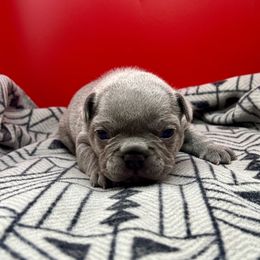 Dale - Blue male French Bulldog puppy in Graham, Washington from Amocat Bullies