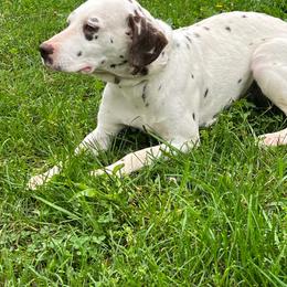 Kiara - Dalmatian
