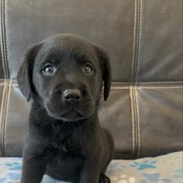Tan - Black female Labrador Retriever puppy in Medford, Oregon from Valley View English Labs