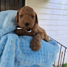 Luke skybarker - Apricot male Aussiedoodle puppy in Louisville, Kentucky from Louisville Doodles