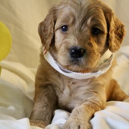 Bernedoodle, Goldendoodle, and Poodle Puppies from Raintree Standard Poodles & Mini Doodles