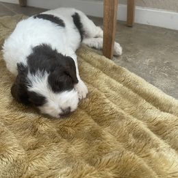 Aussiedoodle Puppies from Deason Doodles