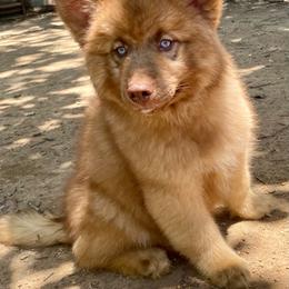 Red - Red and white male Siberian Husky puppy in Tennessee from Heavenly Made Huskies and Poms