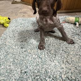 Mr Big 5 - Liver roan male German Shorthaired Pointer puppy in Troy, North Carolina from Uwharrie GSP