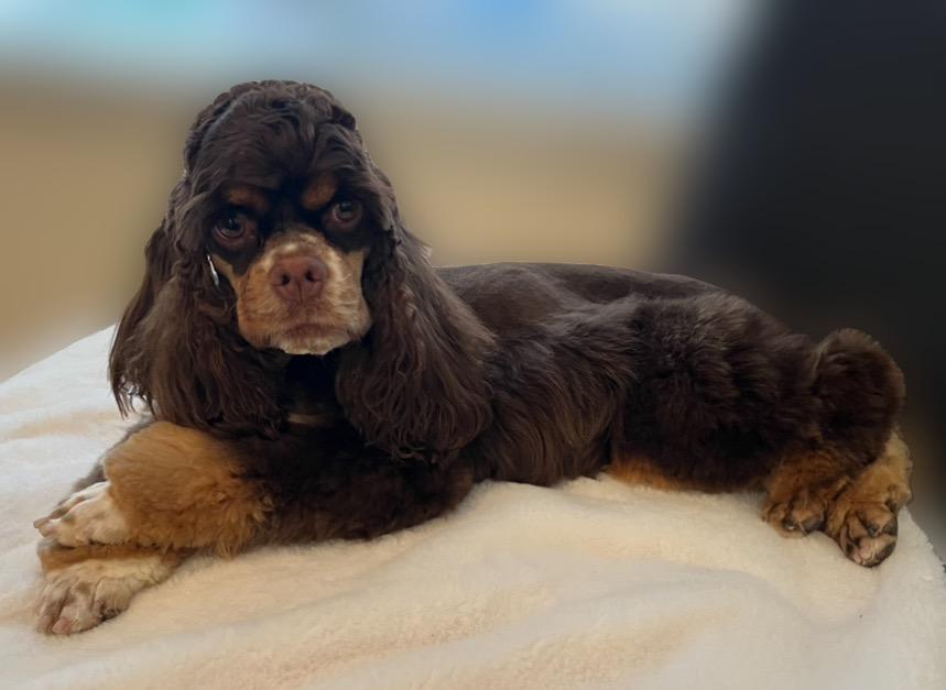 Paradise Cockers in Utah | Cockapoo and Cocker Spaniel puppies | Good Dog