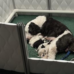Selection 1- puppies choosen in person.  Thus slot does not indicate gender or coloring - Black and white male Sheepadoodle puppy in Bloomfield, New Jersey from C3 Sheepadoodles