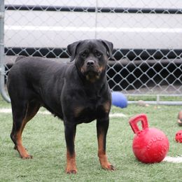 Rottweiler All Grown Up from Vangard's Rottweilers