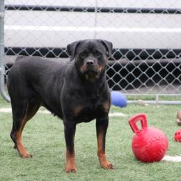 Rottweiler All Grown Up from Vangard's Rottweilers