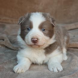 Cooper - Blue Collar - Lilac male Border Collie puppy in Courtland, Alabama from C Bar C Ranch Border Collies