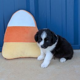 Butternut - Black tri male Miniature Australian Shepherd puppy in Lufkin, Texas from Texas Lil Cowdogs
