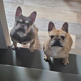 French Bulldog Puppies from LMD Frenchies
