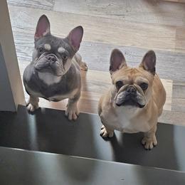 French Bulldog Puppies from LMD Frenchies