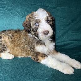 Girl 1 - Sable female Aussiedoodle puppy in Alabama from SBA Aussies