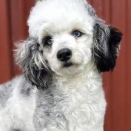 Jimmy - Bernedoodle