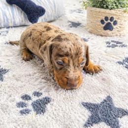 Sprout - AKC - Dapple male Dachshund puppy in Indian Trail, North Carolina from Hilda’s Teenie Weenies