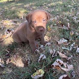 Pink- Girl - Chocolate female Labrador Retriever puppy in Monticello, Kentucky from Cody Sullivan