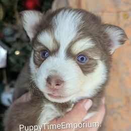 Poppy - Red and white female Pomsky puppy in Spring Hill, Florida from www.PuppyTimeEmporium.com